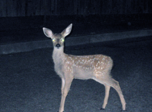 Deer in headlights
